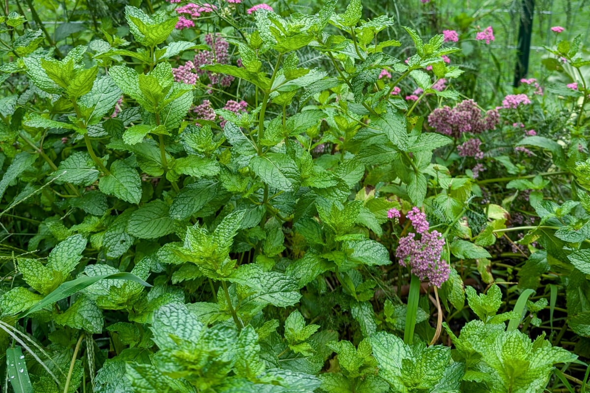 Νομισματοκοπείο και Yarrow μεγαλώνουν σε έναν κήπο