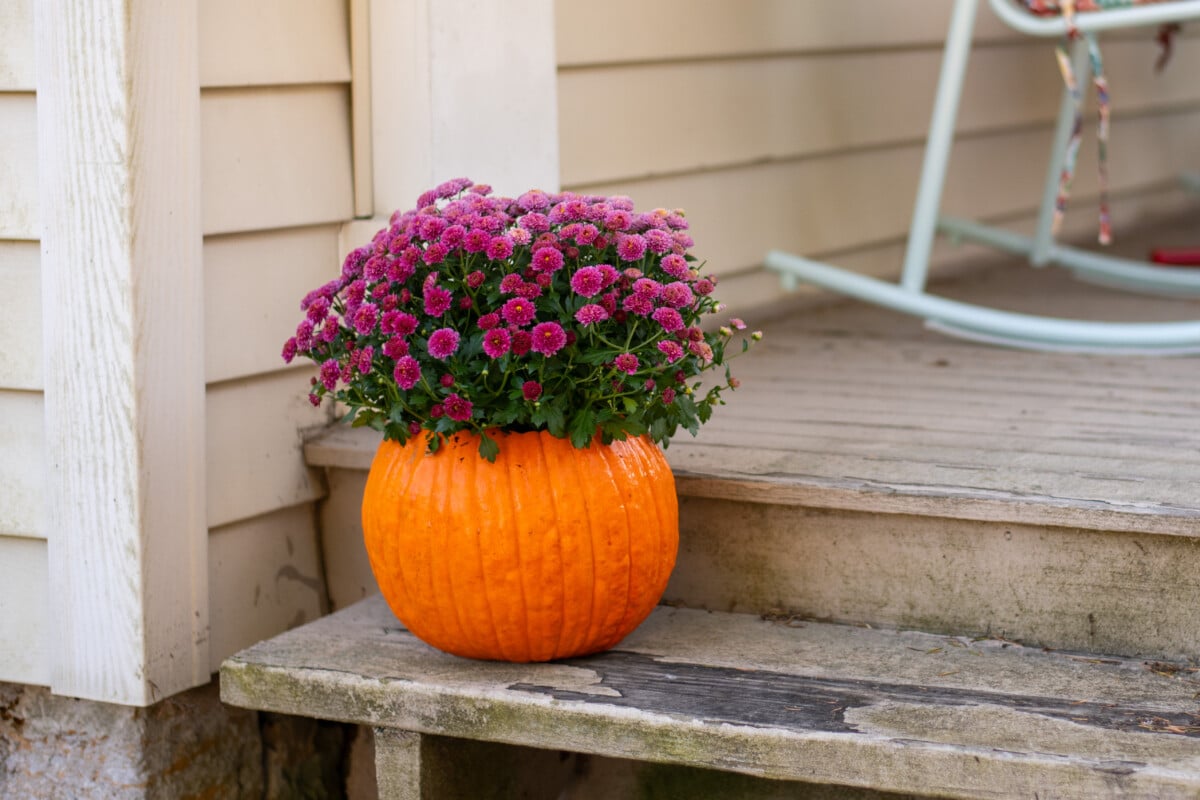 Pink Garden Mum που βρίσκεται μέσα σε μια κοίλη κολοκύθα.