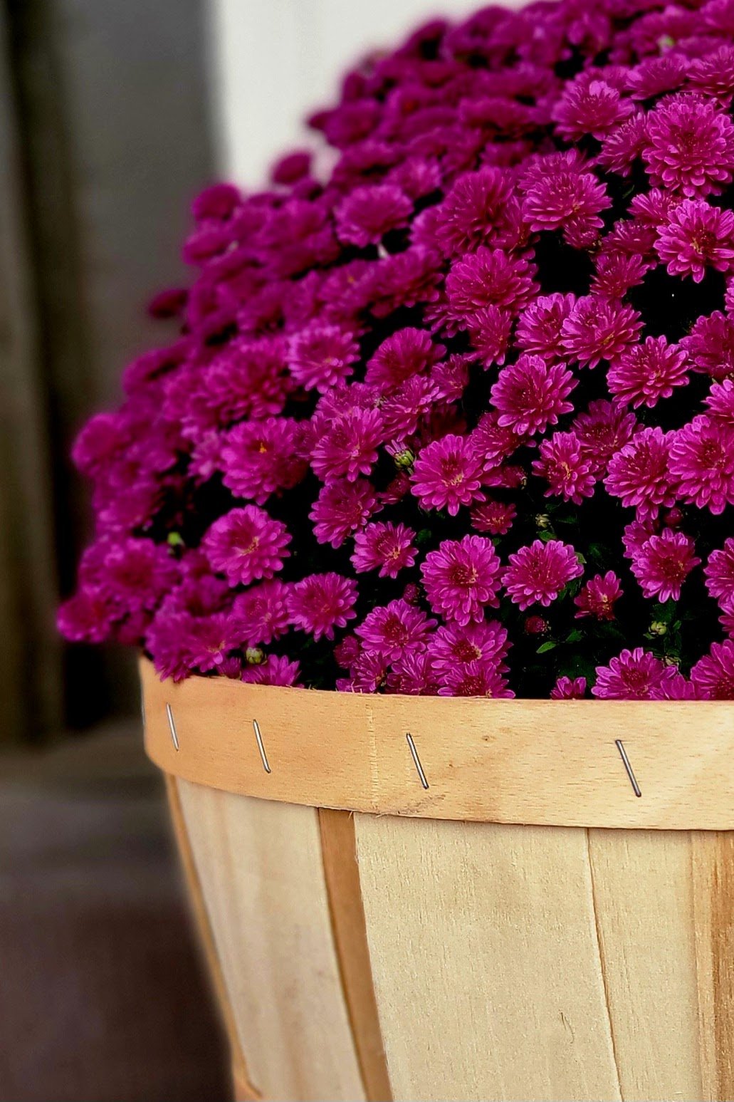 Fuchsia chrysanthemums σε ένα καλάθι μήλου.
