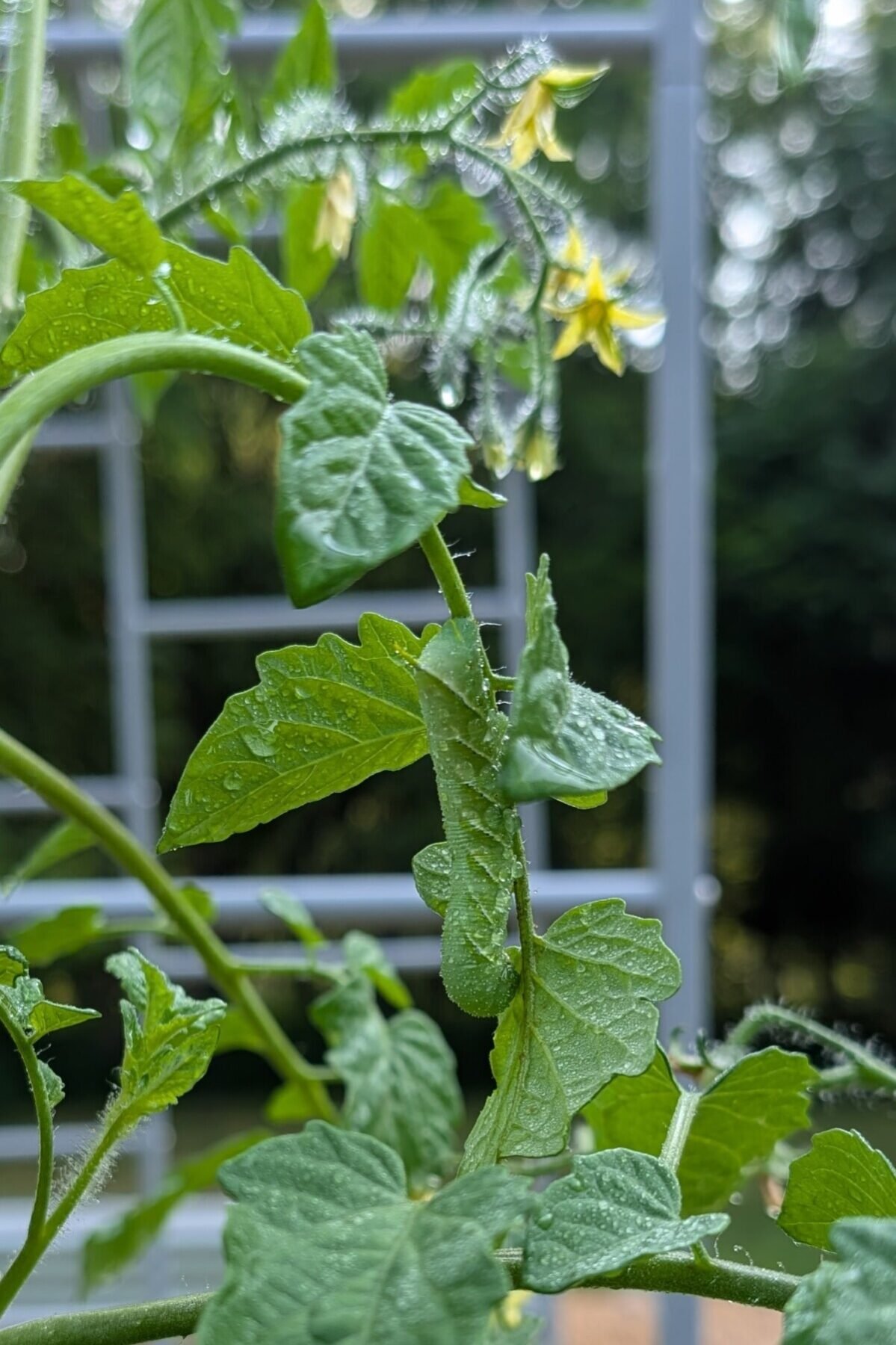 Ντομάτα hornworm στο φυτό ντομάτας.