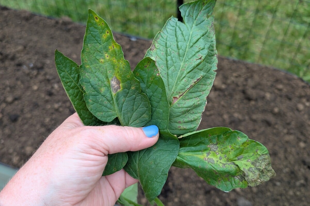 Τομάτα φύλλα με σημείο φύλλων Septoria