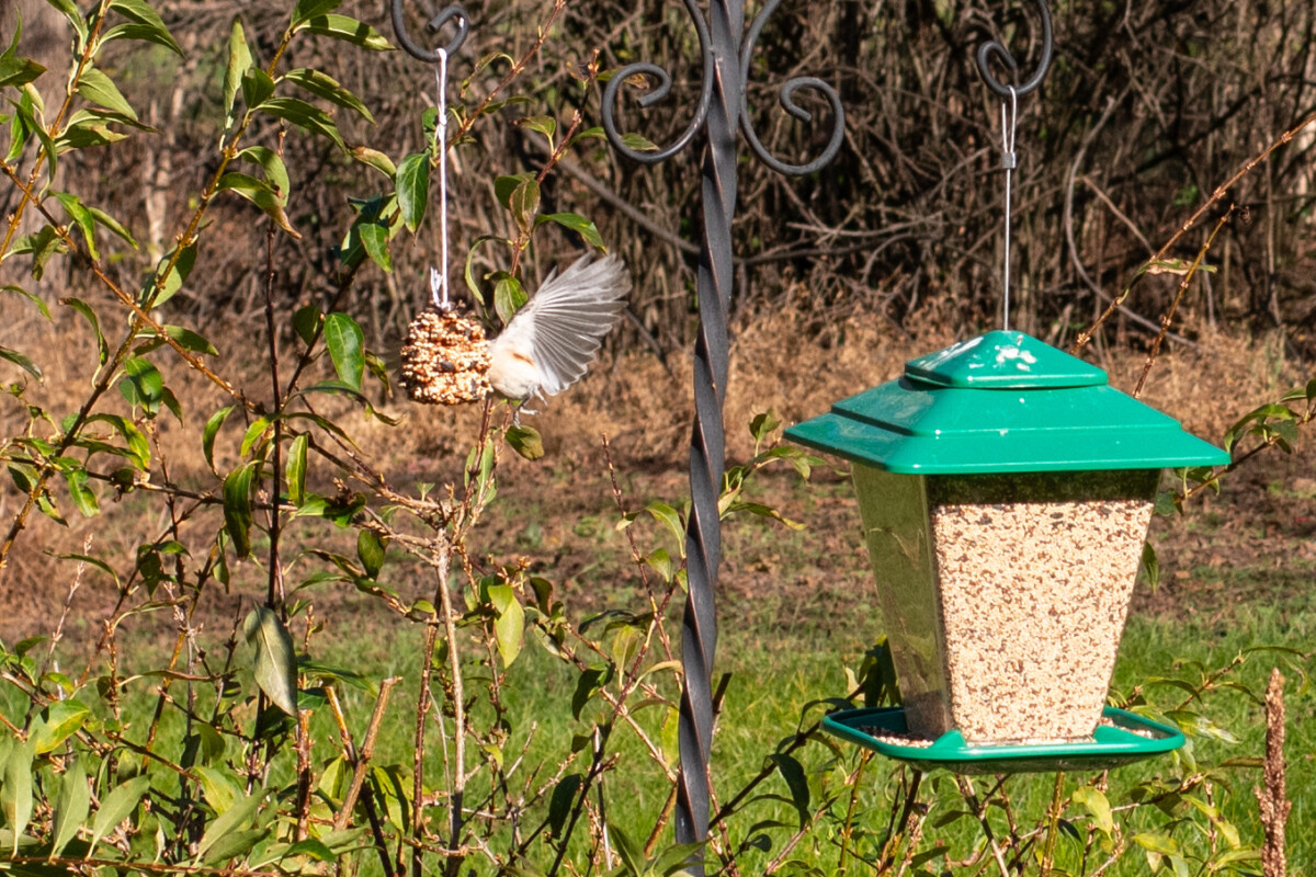 Μια προσγείωση Nuthatch σε τροφοδότη κώνου πεύκου