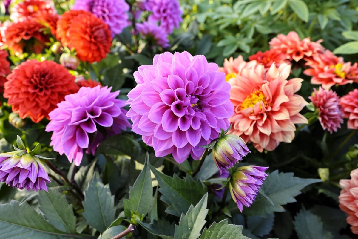 Dahlias σε πλήρη άνθιση