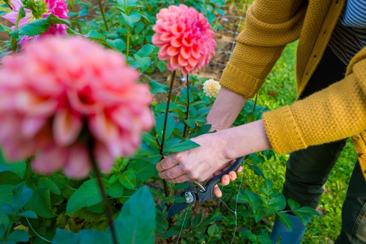 Γυναίκα Deadheading Dahlia Plant