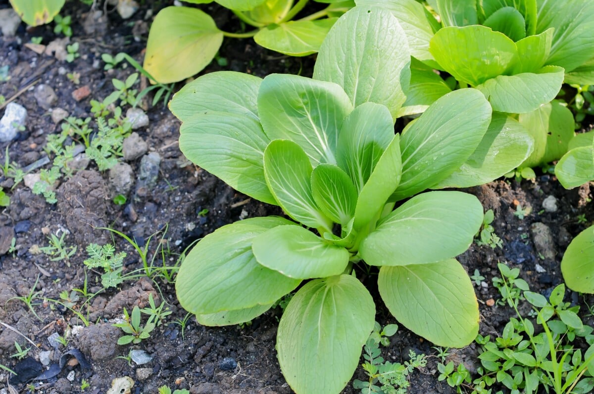 Ο Pak Choi αυξάνεται στον κήπο